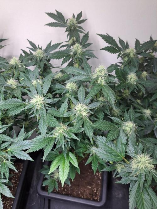Zoap Rose. Week 14