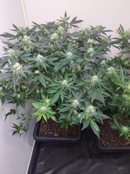 Sour Papaya CLONES. Week 14 - DAY105 (26 days bloom) Plant #1