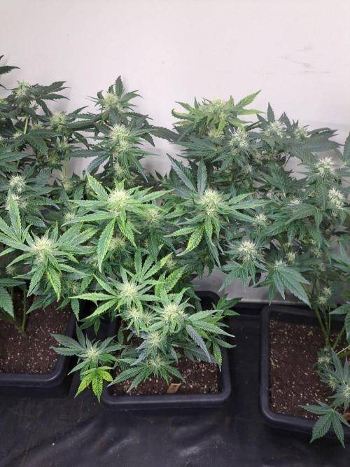 Sour Papaya CLONES. Week 14 - DAY105 (26 days bloom) Plant #3