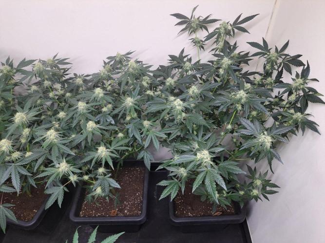Permant Marker X Georgia Pie CLONES. Week 14 - DAY105 (26 days bloom) 2x Permanent Marker