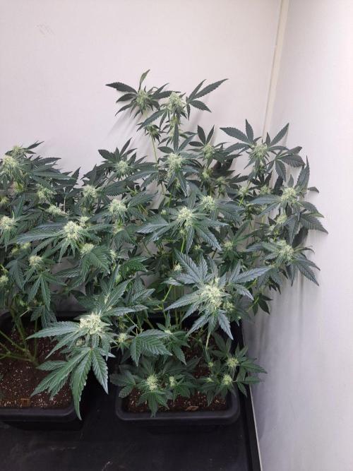 Permant Marker X Georgia Pie CLONES. Week 14 - DAY105 (26 days bloom) Plant #1
