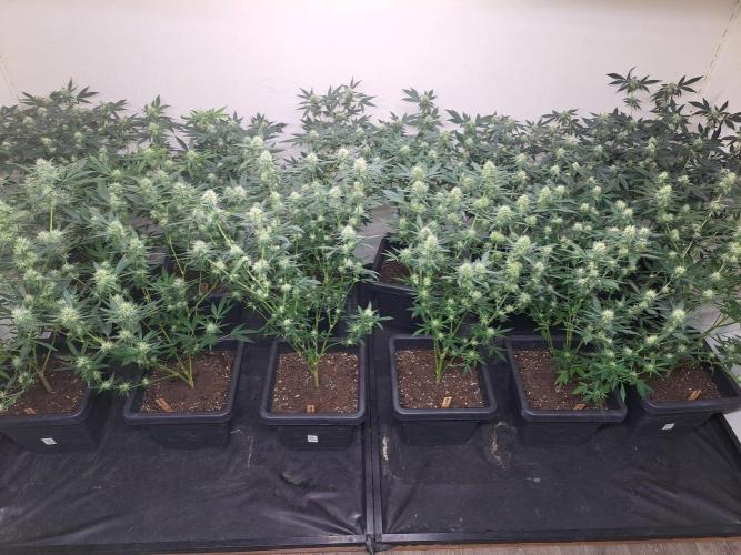Permant Marker X Georgia Pie CLONES. Week 14 - DAY105 (26 days bloom) All plants (5 different strains)