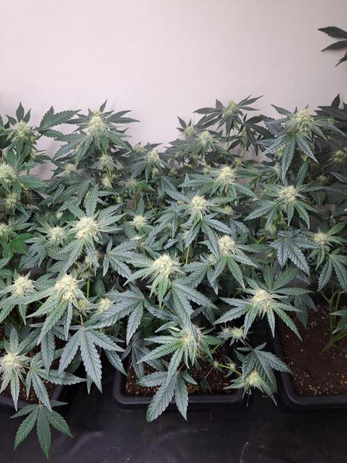 Permant Marker X Georgia Pie CLONES. Week 14 - DAY105 (26 days bloom) Plant #2