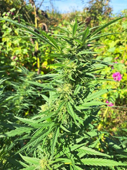 OUT Biscotti#7 CLONE. Week 22 - DAY153 (day 56 of bloom) Plant #1