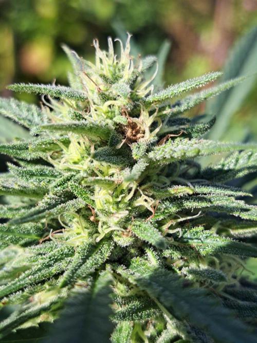 OUT Biscotti#7 CLONE. Week 22 - DAY153 (day 56 of bloom) Plant #1 Little bit of budrot