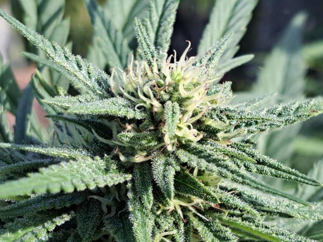 OUT Biscotti#7 CLONE. Week 22 - DAY147 (day 50 of bloom) Plant #1