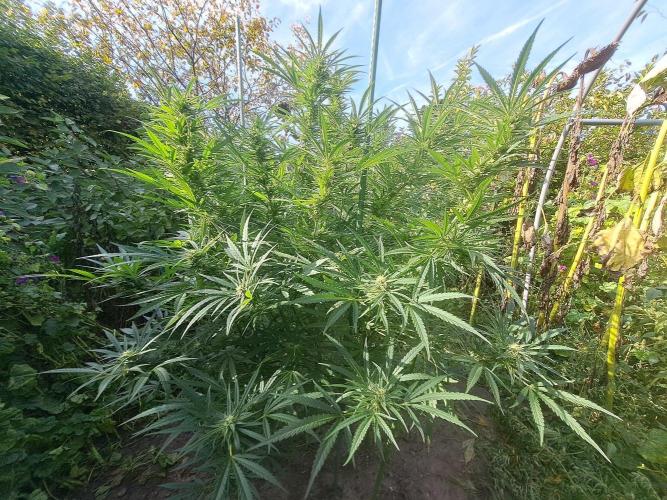 OUT Biscotti#7 CLONE. Week 22 - DAY147 (day 50 of bloom) Plant #1