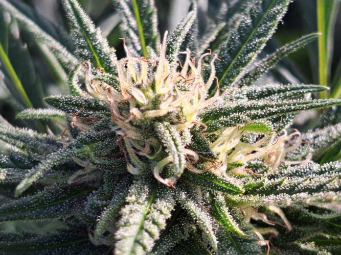 OUT Biscotti#7 CLONE. Week 22 - DAY147 (day 50 of bloom) Plant #2