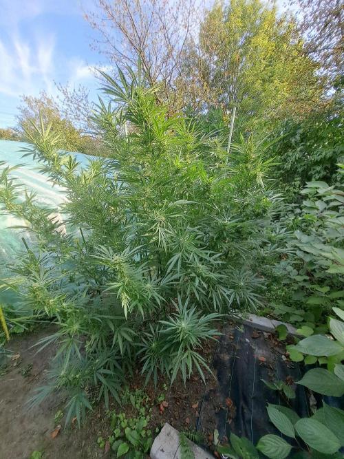 OUT Biscotti#7 CLONE. Week 22 - DAY147 (day 50 of bloom) Plant #2