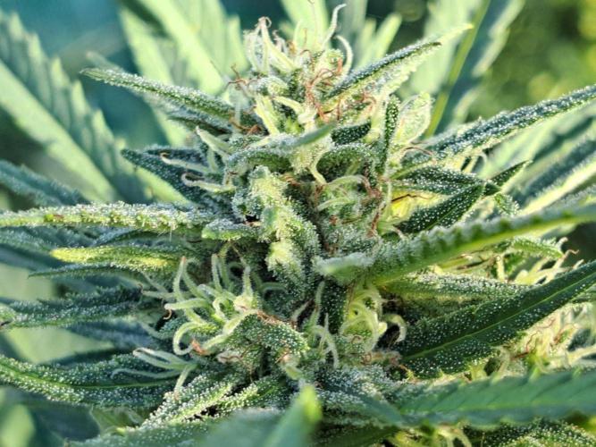 OUT Biscotti#7 CLONE. Week 22 - DAY147 (day 50 of bloom) Plant #2