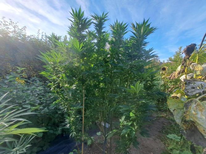 OUT Cookies Gelato CLONE. Week 22 - DAY147 (day 43 of bloom) Plant #1
