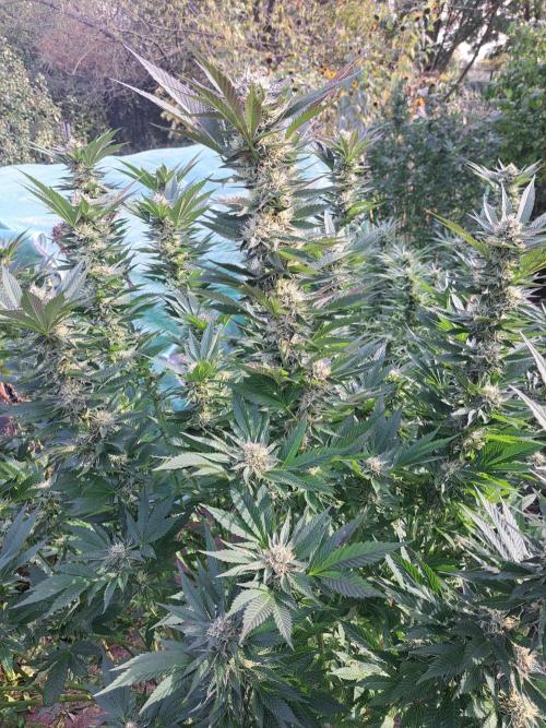 OUT Cookies Gelato CLONE. Week 22 - DAY147 (day 43 of bloom) Plant #1