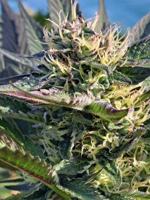OUT Cookies Gelato CLONE. Week 22 - DAY147 (day 43 of bloom) Plant #1