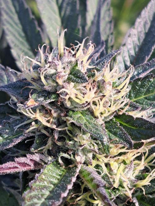 OUT Cookies Gelato CLONE. Week 22 - DAY147 (day 43 of bloom) Plant #1