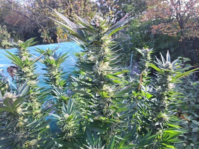 OUT Cookies Gelato CLONE. Week 22 - DAY147 (day 43 of bloom) Plant #1