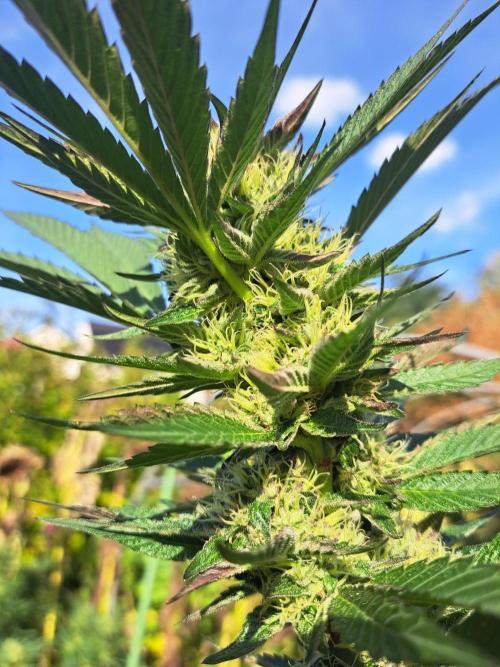 OUT Cookies Gelato CLONE. Week 22 - DAY147 (day 43 of bloom) Plant #1