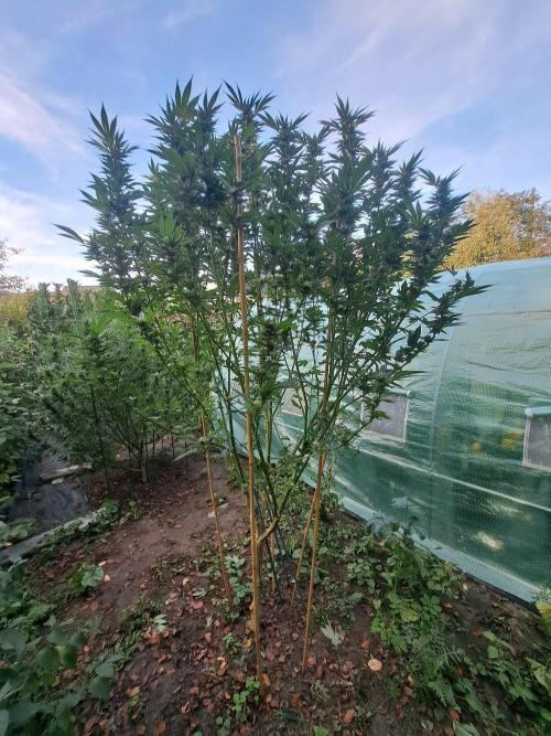 OUT Cookies Gelato CLONE. Week 22 - DAY147 (day 43 of bloom) Plant #2