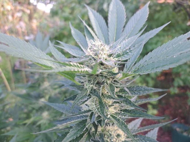OUT Cookies Gelato CLONE. Week 22 - DAY147 (day 43 of bloom) Plant #2