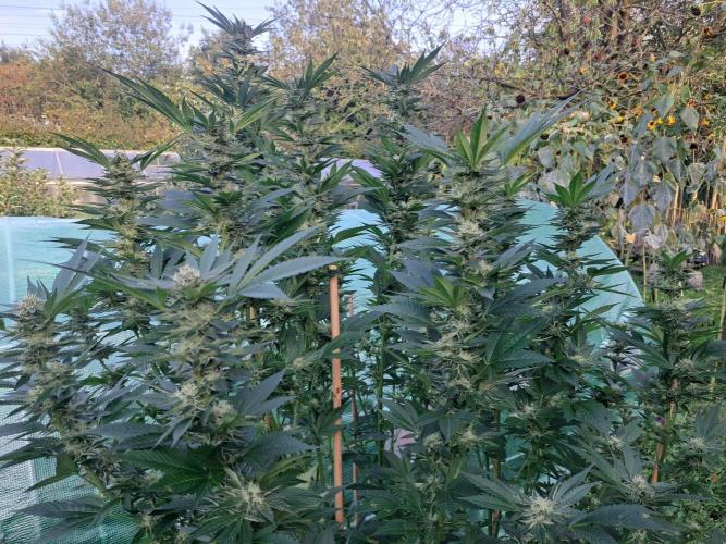 OUT Cookies Gelato CLONE. Week 22 - DAY147 (day 43 of bloom) Plant #2