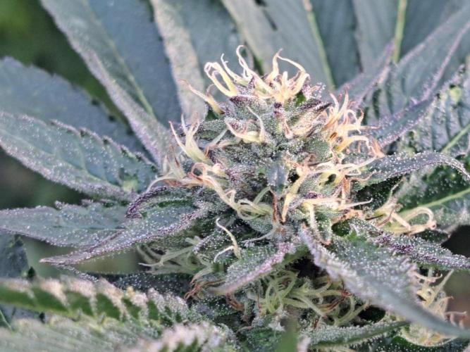 OUT Cookies Gelato CLONE. Week 22 - DAY147 (day 43 of bloom) Plant #2