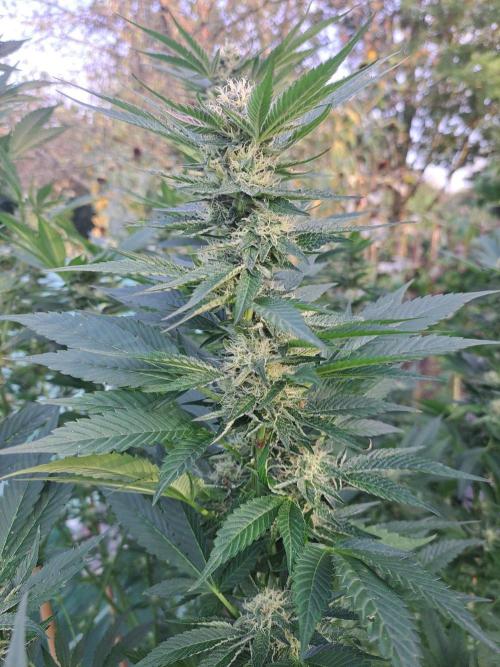 OUT Cookies Gelato CLONE. Week 22 - DAY147 (day 43 of bloom) Plant #2