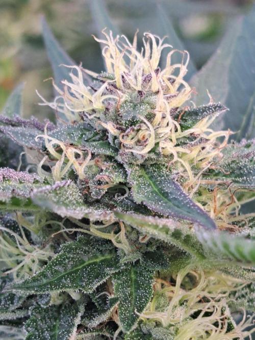 OUT Cookies Gelato CLONE. Week 22 - DAY147 (day 43 of bloom) Plant #2