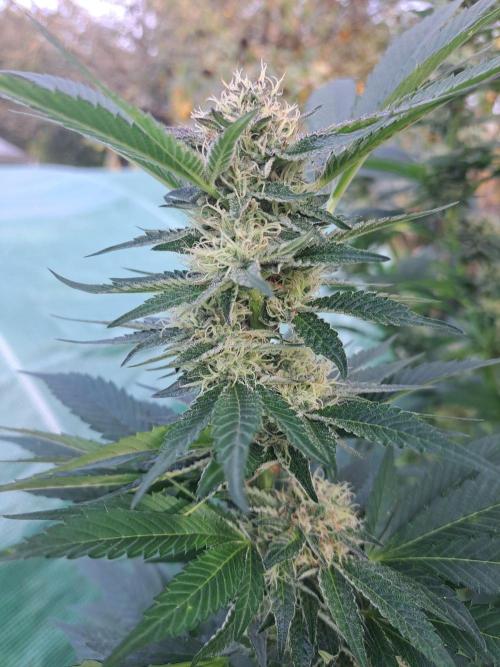 OUT Cookies Gelato CLONE. Week 22 - DAY147 (day 43 of bloom) Plant #2