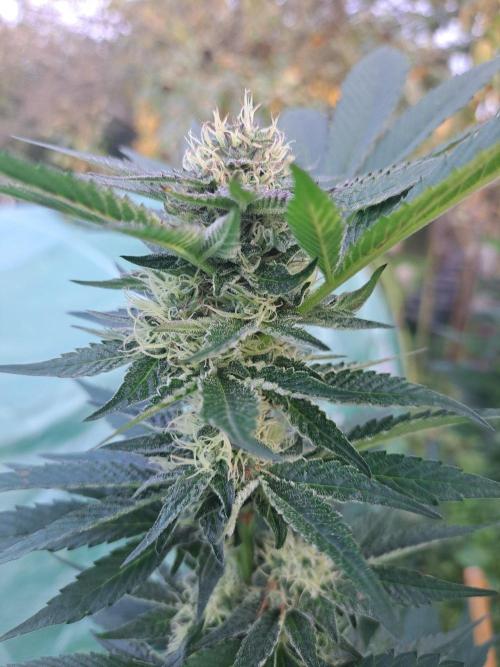 OUT Cookies Gelato CLONE. Week 22 - DAY147 (day 43 of bloom) Plant #2