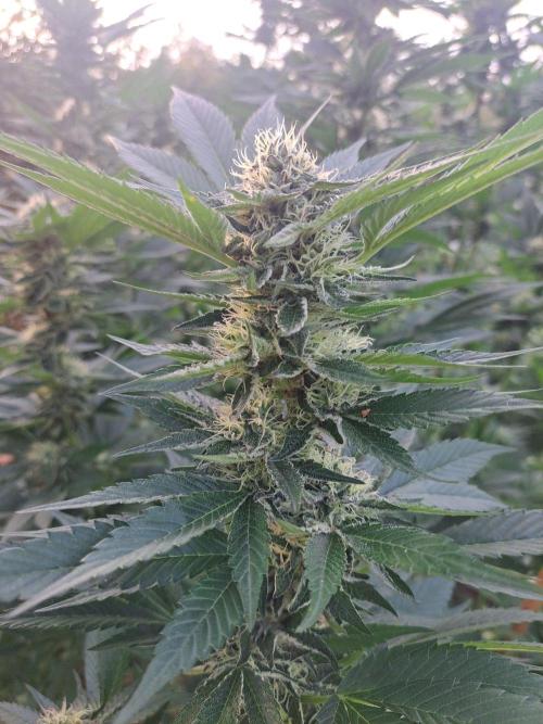 OUT Cookies Gelato CLONE. Week 22 - DAY147 (day 43 of bloom) Plant #2