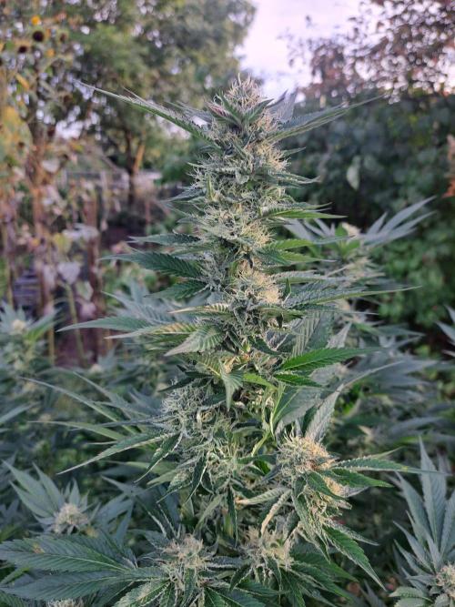 OUT Cookies Gelato CLONE. Week 22 - DAY147 (day 43 of bloom) Plant #2