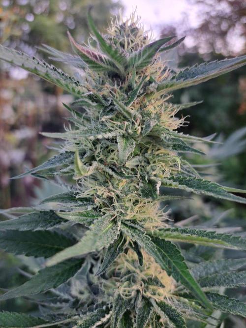 Cookies Gelato. Week 22