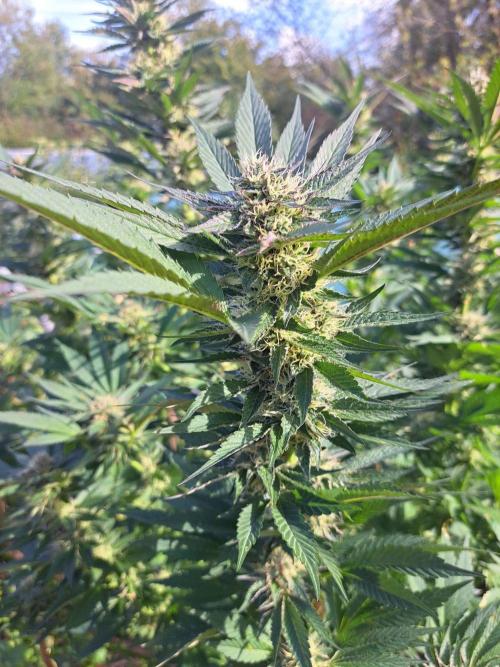 OUT Cookies Gelato CLONE. Week 22 - DAY147 (day 43 of bloom) Plant #1