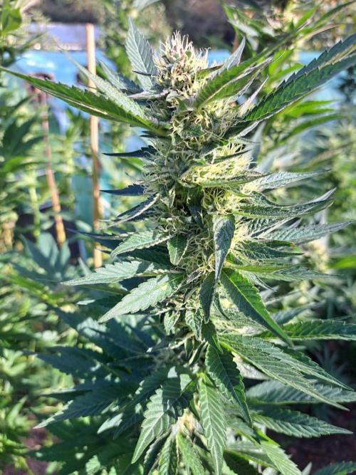 OUT Cookies Gelato CLONE. Week 22 - DAY147 (day 43 of bloom) Plant #1
