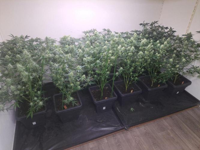 Amnesia Haze Go Fast CLONES. Week 15 - DAY113 (34 days bloom) All plants (5 different strains)