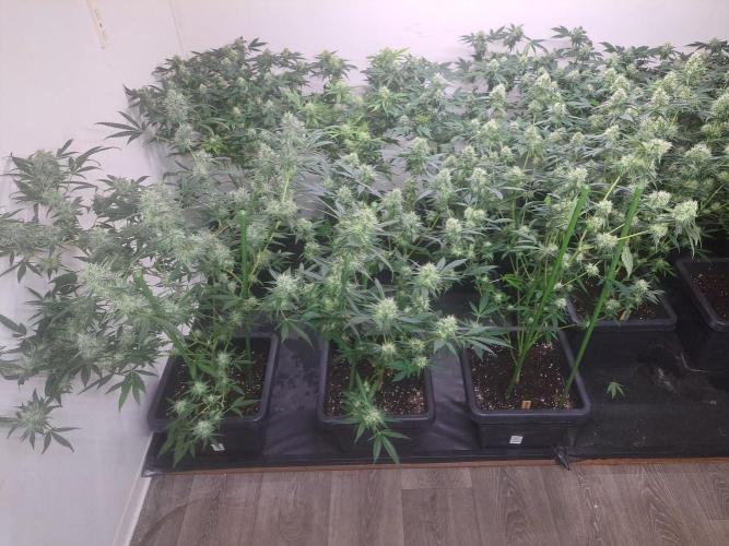 Amnesia Haze Go Fast CLONES. Week 15 - DAY113 (34 days bloom) Front row = 3x Amnesia Haze