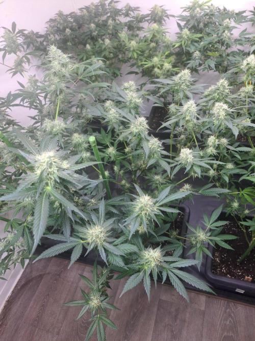 Amnesia Haze Go Fast CLONES. Week 15 - DAY113 (34 days bloom) Plant #1