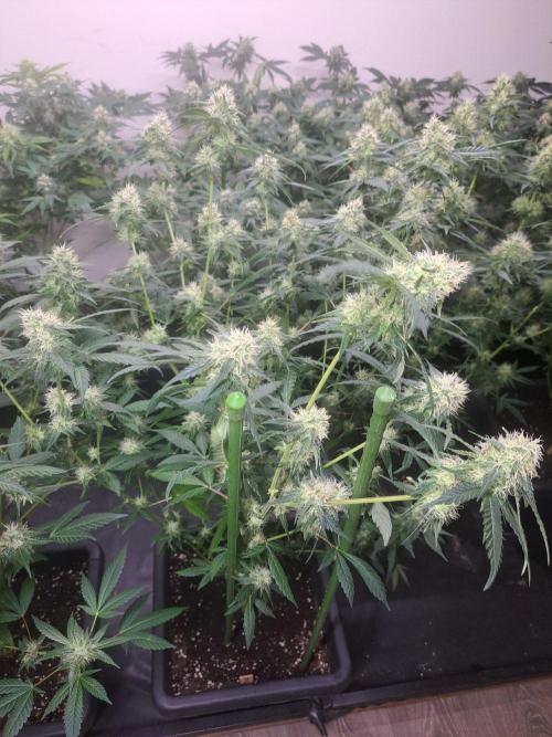 Amnesia Haze Go Fast CLONES. Week 15 - DAY113 (34 days bloom) Plant #2