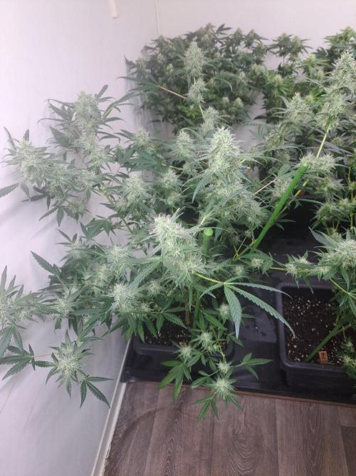 Amnesia Haze Go Fast. Week 15