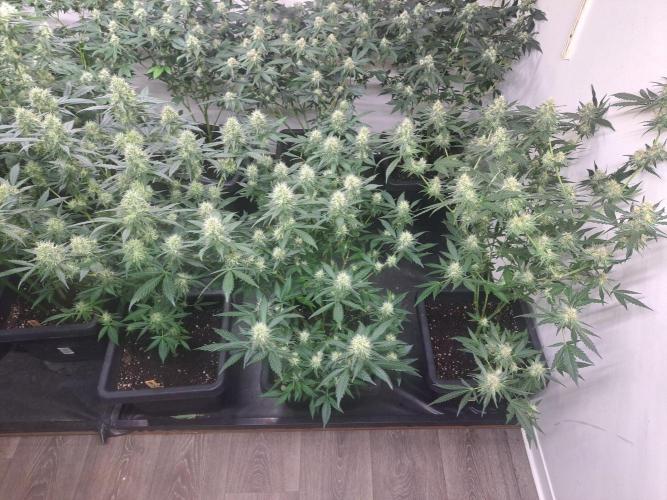 Clementine Slush CLONES. Week 15 - DAY113 (34 days bloom) Front row = 3x Clementine Slush