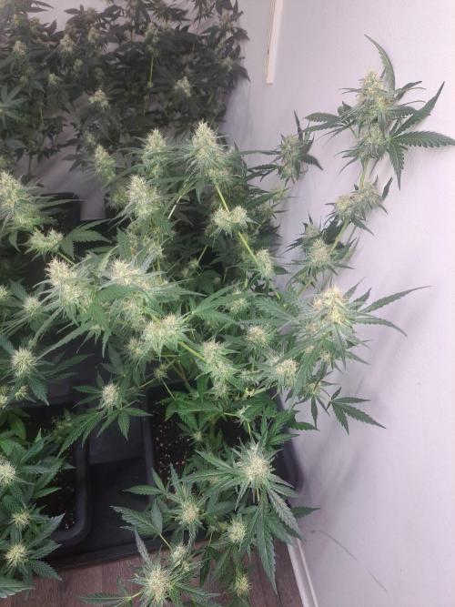 Clementine Slush CLONES. Week 15 - DAY105 (26 days bloom) Plant #1