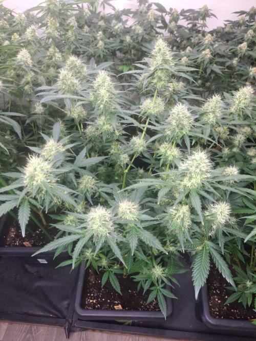 Clementine Slush CLONES. Week 15 - DAY105 (26 days bloom) Plant #2