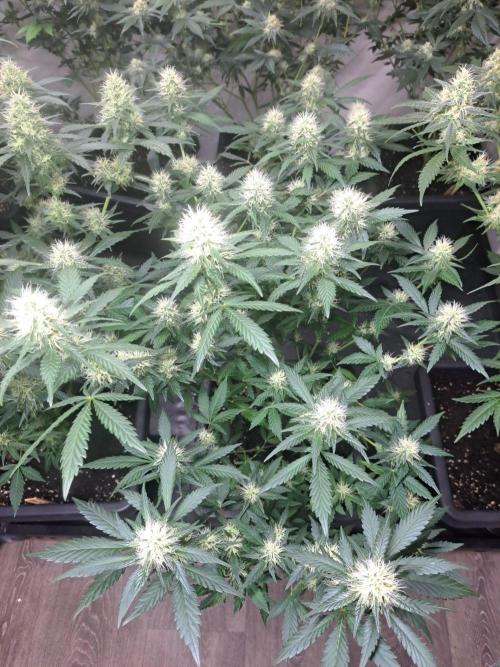Clementine Slush. Week 15