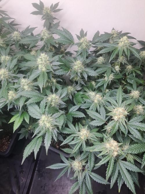 Zoap Rose. Week 15