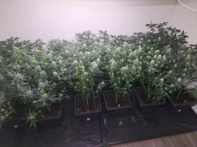 Sour Papaya CLONES. Week 15 - DAY113 (34 days bloom) All plants (5 different strains)