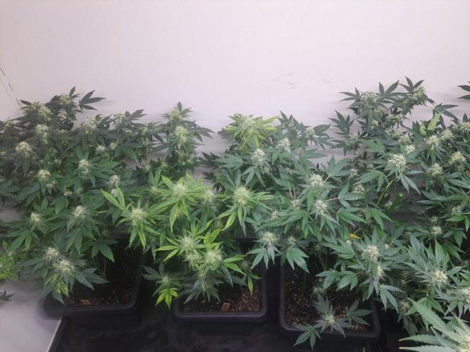 Sour Papaya CLONES. Week 15 - DAY113 (34 days bloom) 3x Sour Papaya