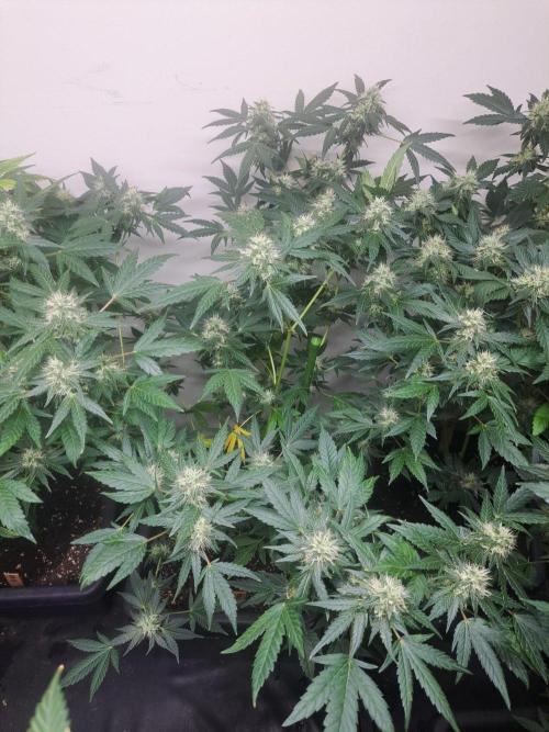 Sour Papaya CLONES. Week 15 - DAY113 (34 days bloom) Plant #2
