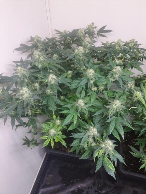 Sour Papaya CLONES. Week 15 - DAY113 (34 days bloom) Plant #1