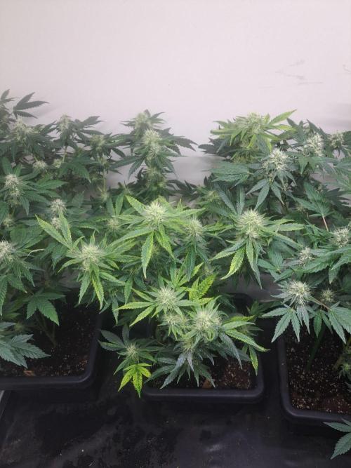 Sour Papaya CLONES. Week 15 - DAY113 (34 days bloom) Plant #3