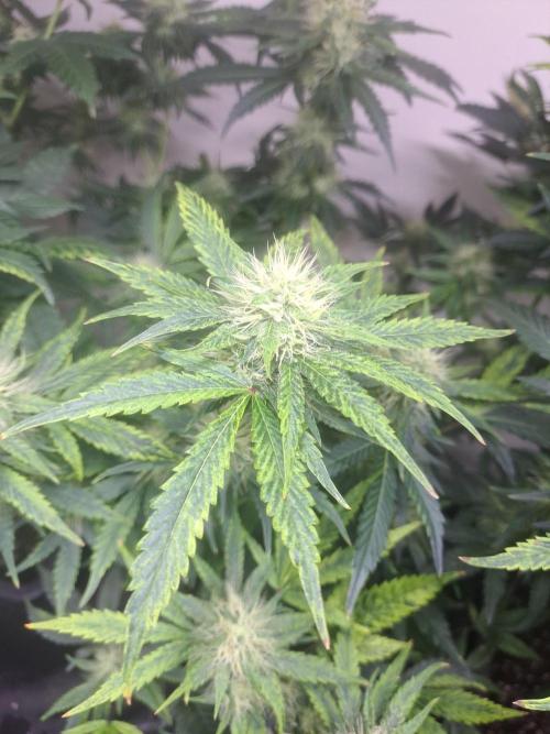 Sour Papaya CLONES. Week 15 - DAY113 (34 days bloom) Plant #1