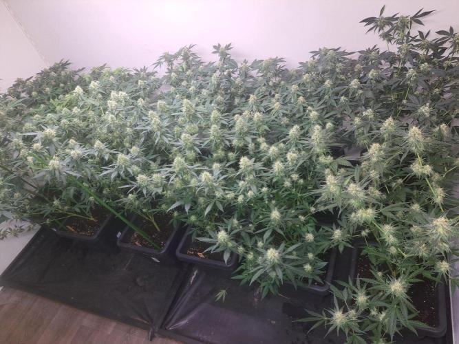 Permant Marker X Georgia Pie CLONES. Week 15 - DAY113 (34 days bloom) All plants (5 different strains)